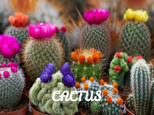 Cactus