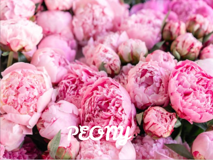 Peony