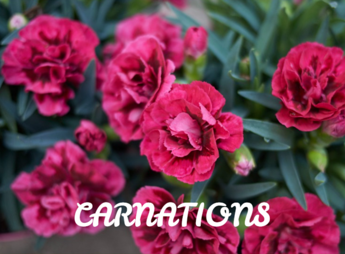 Carnations