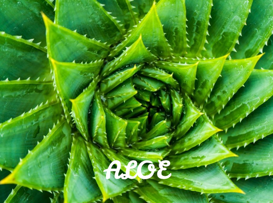 Aloe