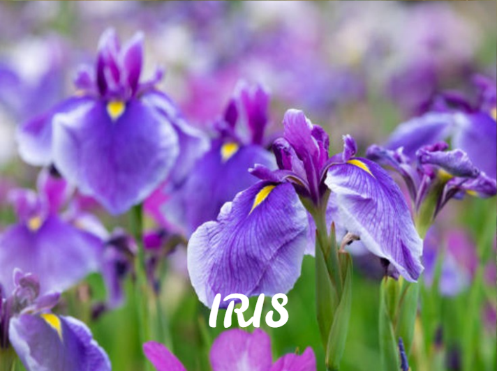 Iris