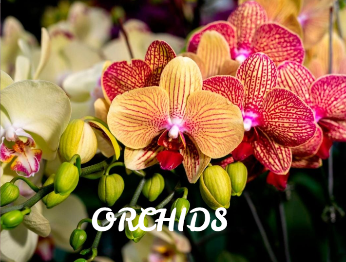 Orchids