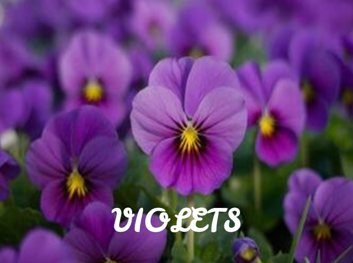 Violets