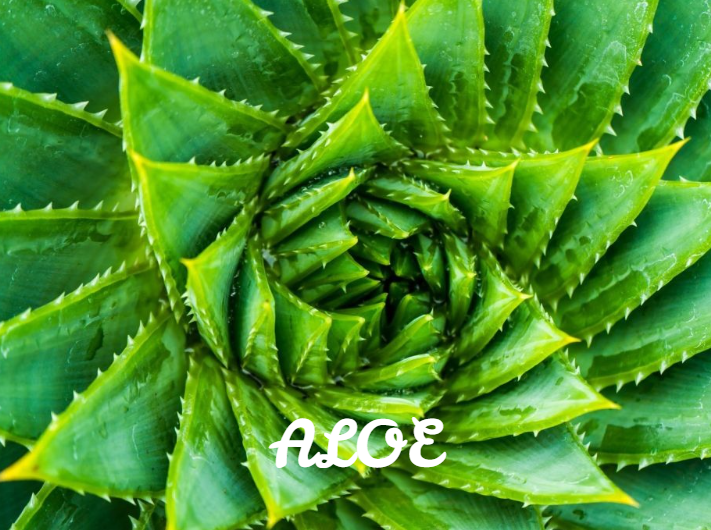 Aloe
