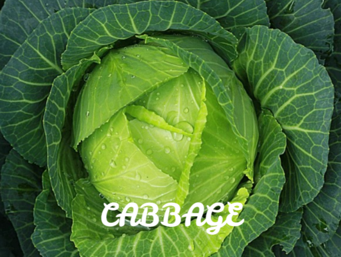 Cabbage